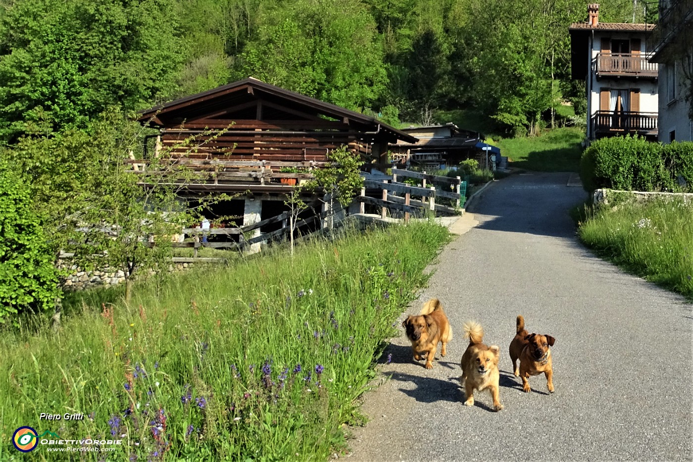 23 A Padronecco sono accolto dalle tre guardie abbaianti della contrada .JPG